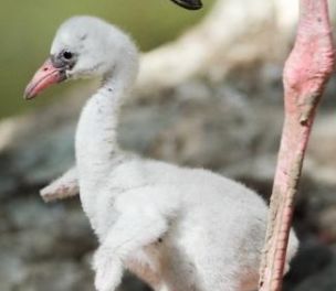 /haber/authorities-adding-water-to-turkiye-s-largest-saline-lake-to-prevent-baby-flamingo-deaths-265490