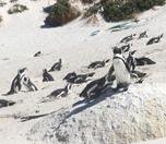 /haber/yakit-ikmali-nedeniyle-afrika-penguenlerinin-nufusu-tehlikede-265955