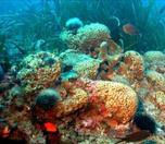 /haber/bozcaada-ve-marmara-denizi-nde-risk-altindaki-mercanlar-inceleniyor-267603