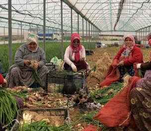 /haber/women-s-position-in-turkiye-s-agriculture-remains-fragile-despite-booming-exports-268636