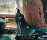/haber/hayvanat-bahcesindeki-penguenler-de-kus-gribinden-oldu-271524