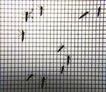 /haber/iklim-krizi-sivrisineklerin-populasyonunu-artiriyor-272674