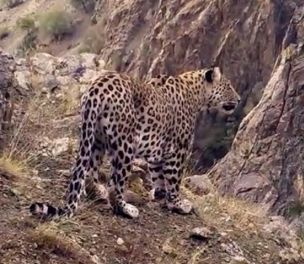 /haber/anatolian-leopard-spotted-in-turkiye-273378