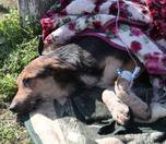 /haber/how-to-help-the-animals-in-the-earthquake-struck-areas-273947