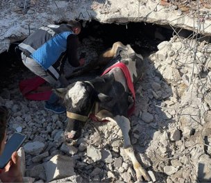 /haber/cow-rescued-from-rubble-in-hatay-17-days-after-quakes-274701