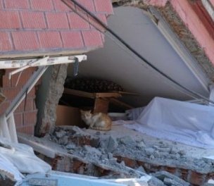 /haber/thousands-of-animals-left-to-die-in-earthquake-regions-275027