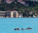 /haber/existence-of-dolphins-and-whales-in-turkey-is-under-threat-275986