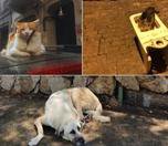 /haber/from-kedi-to-konya-april-4-world-stray-animal-day-276833