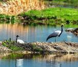 /haber/demoiselle-cranes-risking-extinction-were-spotted-in-amasya-277506