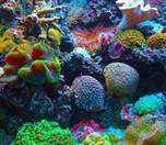 /haber/mercanlar-tamamen-yok-olma-tehlikesi-altinda-279133