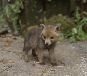 /haber/rescued-fox-cub-taken-under-protection-in-dersim-279594