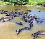 /haber/buffaloes-find-refuge-in-river-to-beat-the-heat-in-turkey-s-mus-province-280570