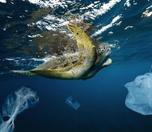 /haber/adopt-a-mediterranean-beach-project-starts-in-order-to-combat-plastic-waste-in-the-basin-280675