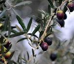 /haber/zoning-olive-groves-to-housing-will-do-away-with-our-agricultural-land-281416