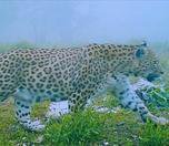 /haber/anatolian-leopard-captured-on-camera-trap-once-again-283740