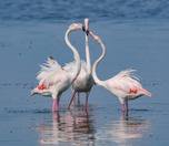 /haber/flamingo-festivali-izmir-de-basliyor-283831