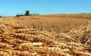 Buğday Fiyatlarındaki Artış Neyin Habercisi?