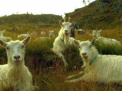 Norveç'te Keçiler, Vergiler, Karayolları ve Eylem Kitabı