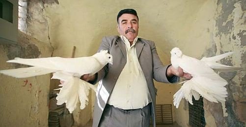 Mardin'in Semalarında Kanat Çırpan Hazine: Taklacı Güvercinler