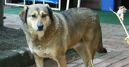 Köpek Ebru ve Sızlattığı Vicdanımız