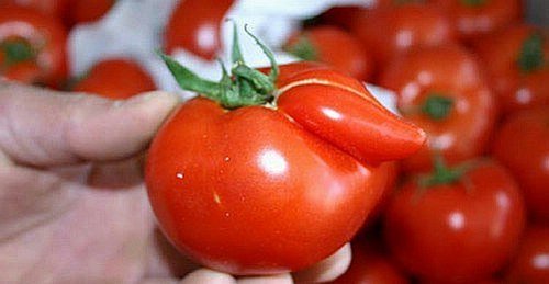 5th Annual "Hormoned Tomatoes" Awards