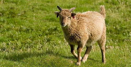 İklim Değişikliği ve Küçülen Koyunların Sırrı