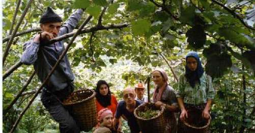 "AKP, Fındık Çiftçilerini Altın Tepsiyle Büyük Sermayeye Sundu"