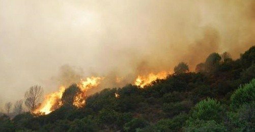 Yalova'da Çıkan Yangında 200 Hektarlık Alan Yandı