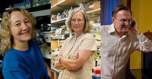 Nobel Tıp Ödülü Gençliğin Sırrını Arayan Üç Bilimciye Verildi