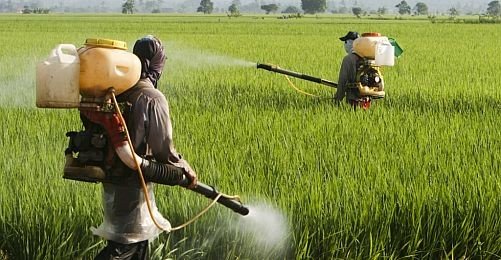 Küresel Isınma Çağında Pestisitler ve Gıda Güvenliği