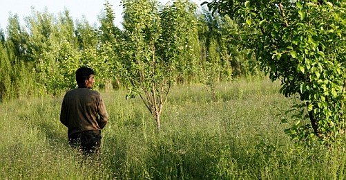 Erciş'teki Ağaç Krizi ve Çözüm Adımları