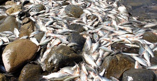 Peri Vadisi'ndeki Ölü Balıklar Cumhurbaşkanlığı'na İletildi