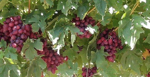 Tekirdağ'da Üzüm ve Şarapçılar Dertli