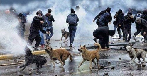 Gezi'de Öldürülen Hayvanları Anacaklar