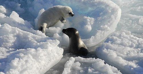Kutup Ayıları Ne  Bulursa Onu Yiyor
