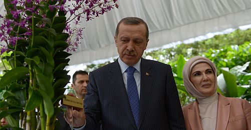 "Dendrobium Tayyip-Emine Erdoğan"ın Bakımı