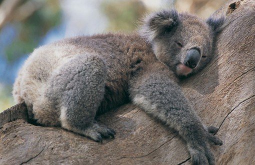 Koalalar Neden Ağaca Sarılıyor?