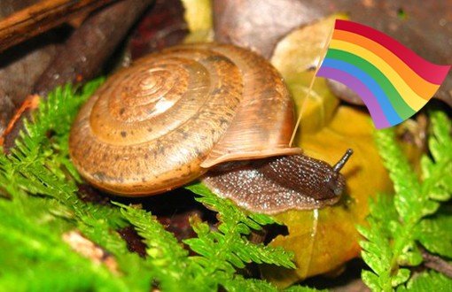 Salyangoz: Benim Adım Eşcinsel Evlilik