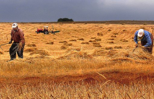 Anavatanı Türkiye Olan Buğdayı Bile İthal Ediyoruz