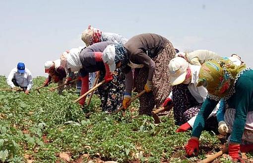 HDK: Tarımda Kadınlar Güvencesiz ve Güvenliksiz Çalıştırılıyor