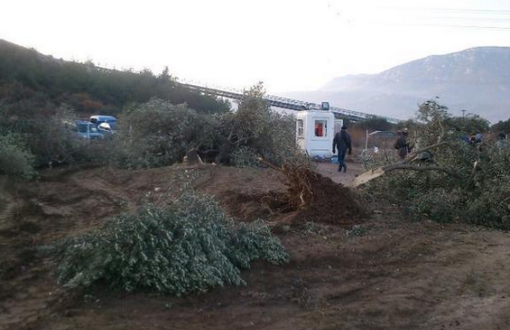 Soma'da Özel Güvenlik Köylülere Saldırdı, 6 Bin Zeytin Ağacını Söktü