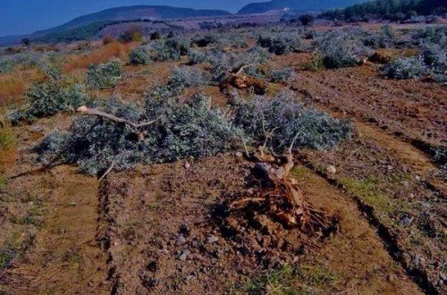 6 Bin Ağaç Kurtulabilirdi, Yürütmeyi Durdurma Kararı 28 Ekim'de Verilmiş