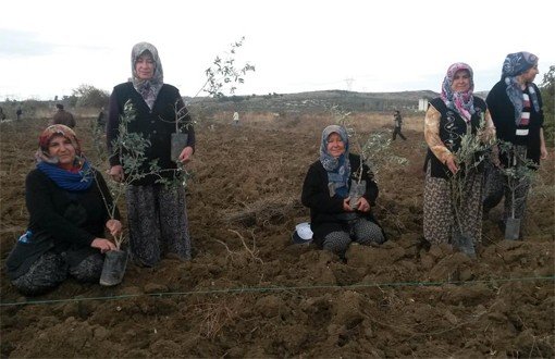 1,000 Olive Trees Planted After Construction Cuts 