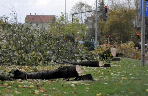 Deputy, Activists React Tree-Chopping in Yalova