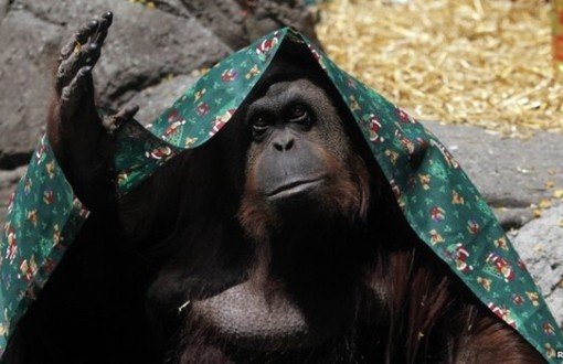 Mahkeme Orangutan Sandra'nın Haklarını Tanıdı