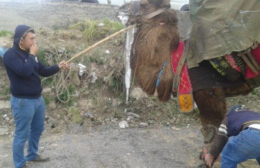 Animal Rights Activists Urge Banning of Camel Fights 