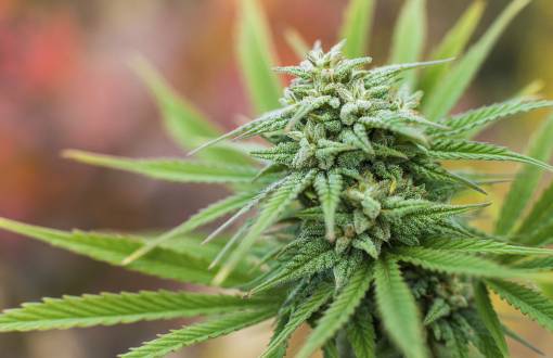 Washington’da Marijuana Resmen Yasallaştı