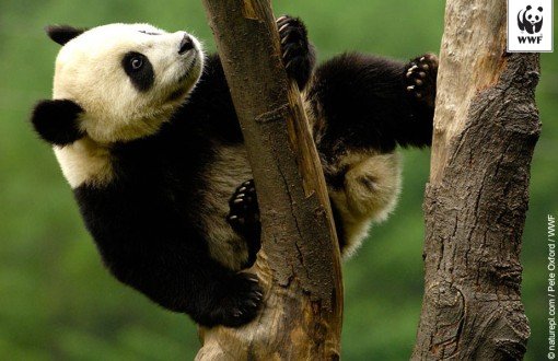 Nesli Tehlike Altındaki Pandaların Sayısı Artıyor