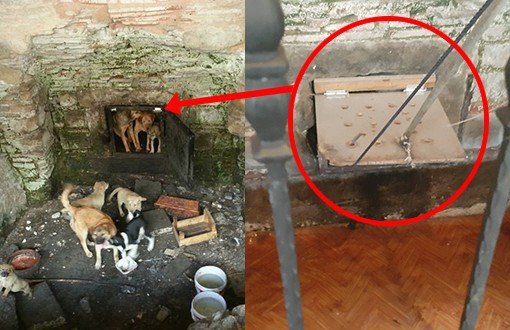 Stray Dogs Stuck in Turkish Bath for 8 Months  