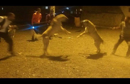 Erzurum'da Köpek Dövüşüne Soruşturma
